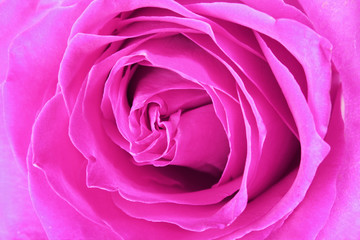 Macro image of big and beautiful pink rose. Extreme close-up