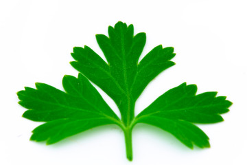 Fresh Parsley Isolated on white