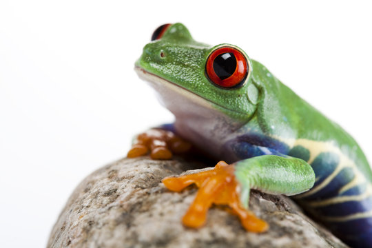 Frog on a stone