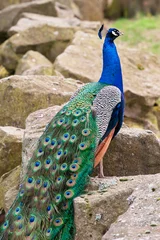Foto op geborsteld aluminium Pauw Peacock