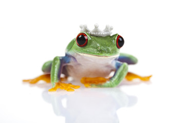 Princess frog