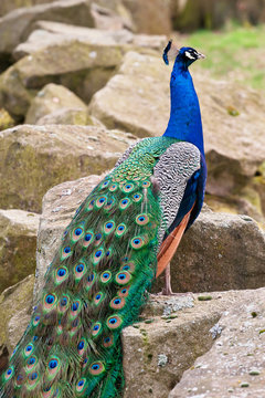 Fototapeta Peacock