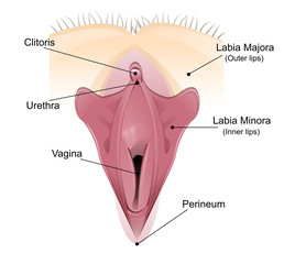 Vaginal detailed diagram - obrazy, fototapety, plakaty