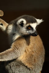 Obraz premium Lemur Monkey Animal Cute Fur Ape sweet