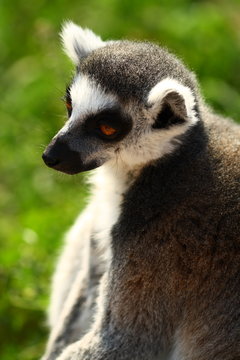 Lemur Monkey Animal Cute Fur Ape sweet