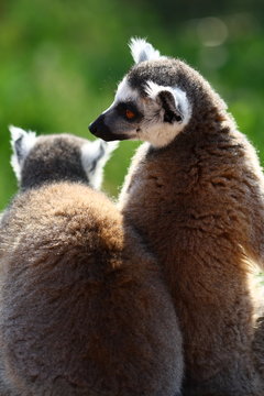 Lemur Monkey Animal Cute Fur Ape sweet