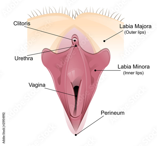 Deatiled diagram of the vagina