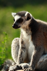 Lemur Monkey Animal Cute Fur Ape sweet