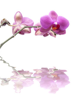 Fototapeta Orchid on white