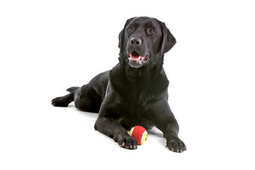 black labrador retriever isolated on a white background