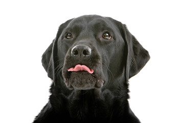 head of a black labrador retriever sticking out tongue