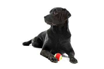 black labrador retriever isolated on a white background