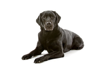 black labrador retriever isolated on a white background