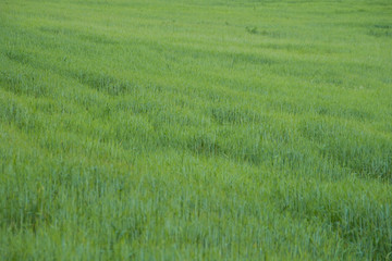 Obraz na płótnie Canvas prados verdes primavera costa brava 3