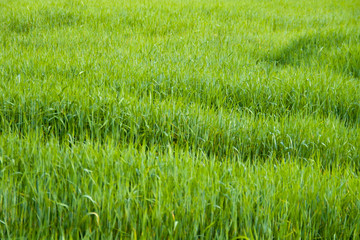 prados verdes primavera costa brava 5