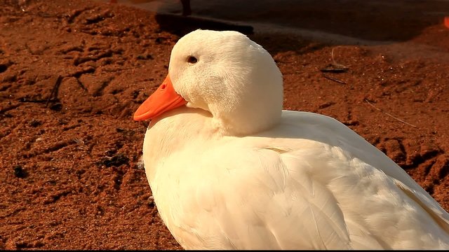 White duck slowly backs out of the picture.