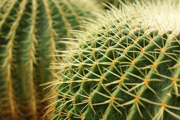 Naklejka na ściany i meble cactus , echinocactus grusonii, golden barrel cactus