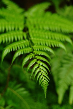 Leaf , Dicksoniaceae , Cibotium Barometz , Lamb Of Tartary