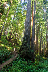 Redwood Way