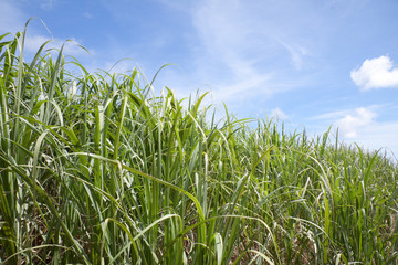 Fototapeta premium sugarcane plants