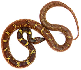 couleuvre lové, fond blanc