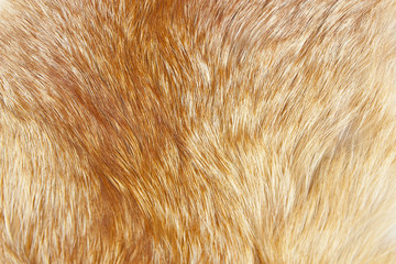 Abstract of fox fur as background