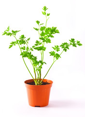 Parsley Plant