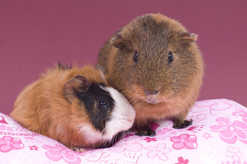 deux cochons d'inde amis