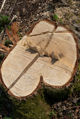 Gefällter Baum