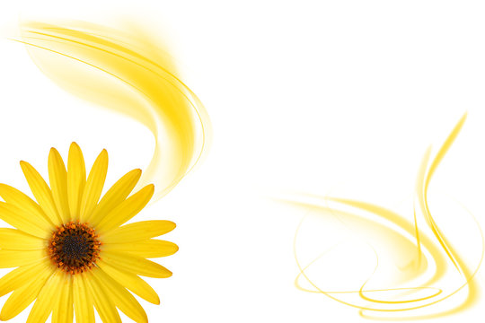 yellow Flower Blume
