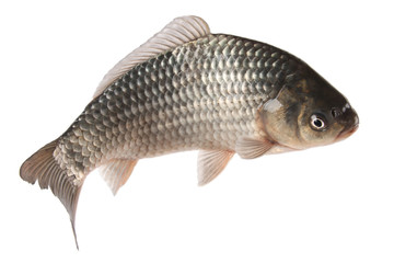 crucian carp