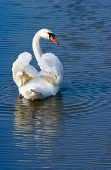 Obraz premium White swan swimming away