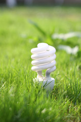 light bulb on a grass