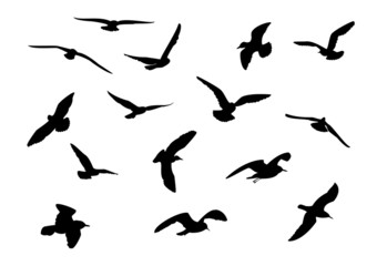 Obraz na płótnie Canvas 14 seagull sylwetka