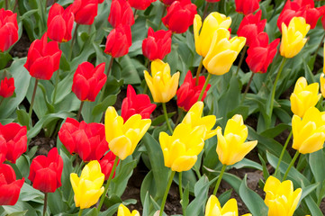 Blossoming field of tulips