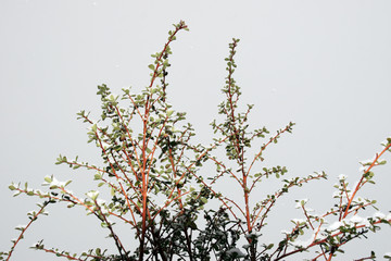 snowy covered brambles