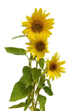 Boquet Sunflower