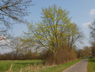 Blühender Ahornbaum im Frühling