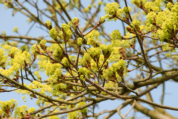 Blühender Ahorn im Frühling