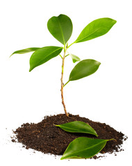 Young green plant on a white background