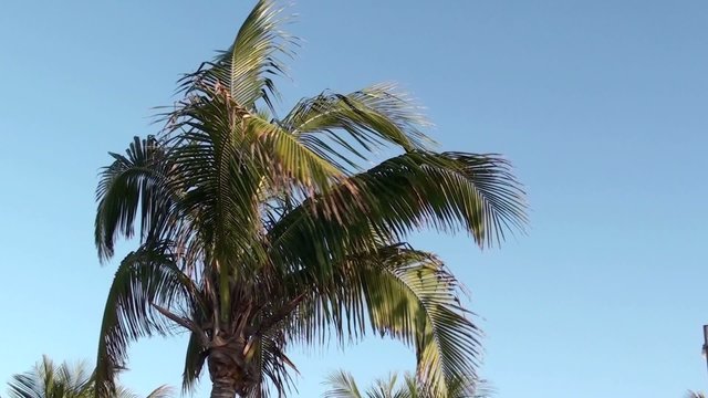 cocotier