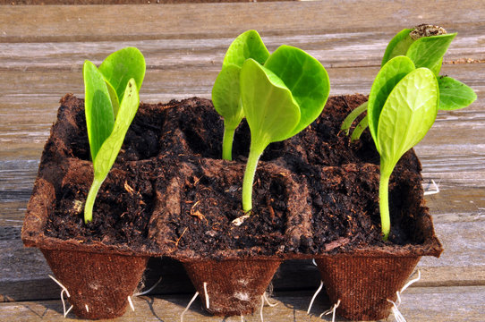 germes de courgettes