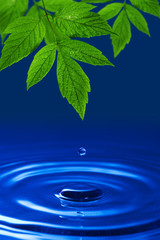 Naklejka na ściany i meble environmental background. green leaves and blue water drop