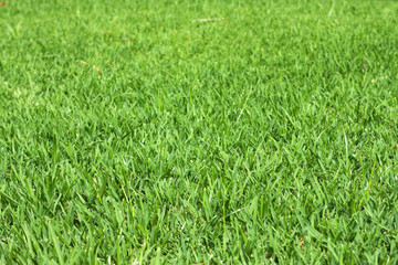 green lawn