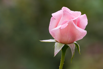 pink rose bud