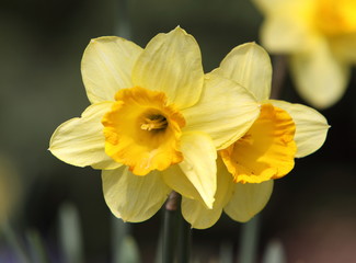 daffodil