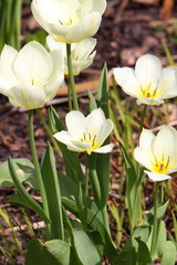 Fototapeta premium white tulip flowers
