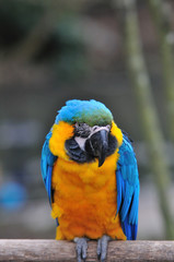 ルリコンゴウインコ