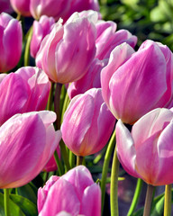 Bouquet of pink tulips