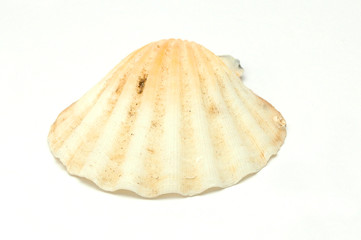 Shell